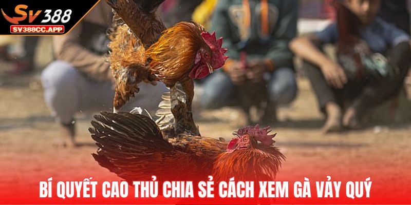 Cách Xem Gà Vảy Quý – Nhận Diện Vảy Hiếm Tăng Tỷ Lệ Thắng 4 Bí quyết cao thủ chia sẻ cách xem gà vảy quý
