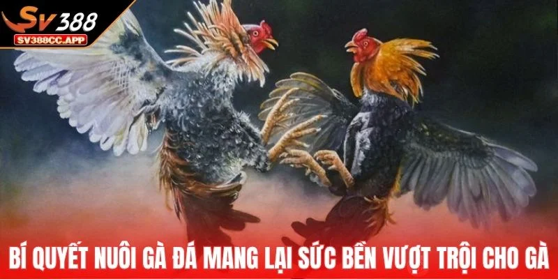 Bí Quyết Nuôi Gà Đá – Cách Chăm Sóc Gà Sung Sức Nhất 2 Bí quyết nuôi gà đá mang lại sức bền vượt trội cho gà