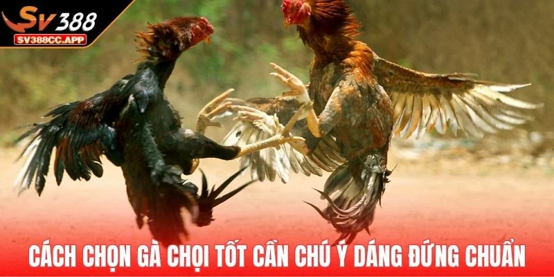 Cách Chọn Gà Chọi Tướng Tốt – Chọn Gà Xịn Trong 10 Giây 3 Cách chọn gà chọi tướng tốt cần chú ý dáng đứng chuẩn