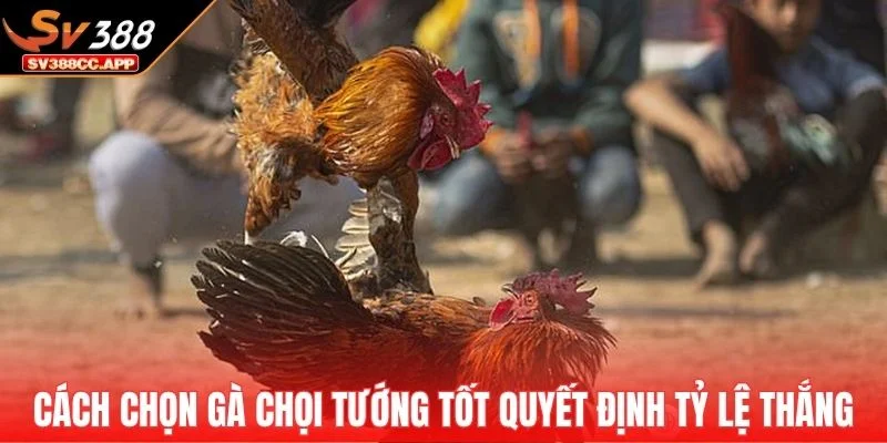 Cách Chọn Gà Chọi Tướng Tốt – Chọn Gà Xịn Trong 10 Giây 2 Cách chọn gà chọi tướng tốt quyết định tỷ lệ thắng