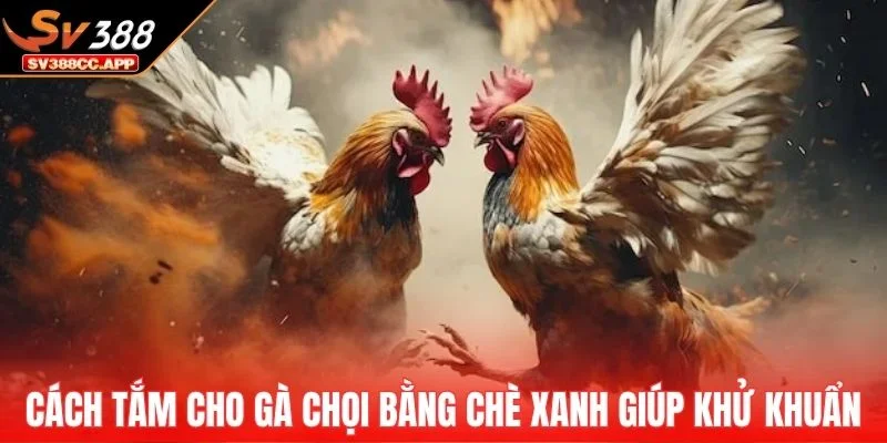 Cách Tắm Cho Gà Chọi – Hướng Dẫn Đúng Kỹ Thuật Nhất 3 Cách tắm cho gà chọi bằng chè xanh giúp khử khuẩn