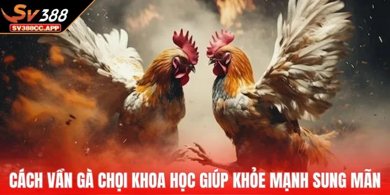 Cách Vần Gà Chọi – Các Bài Tập Giúp Chiến Kê Sung Đòn Hơn 4 Cách vần gà chọi khoa học giúp gà khỏe mạnh và sung mãn