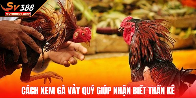 Cách Xem Gà Vảy Quý – Nhận Diện Vảy Hiếm Tăng Tỷ Lệ Thắng 2 Cách xem gà vảy quý giúp nhận biết thần kê