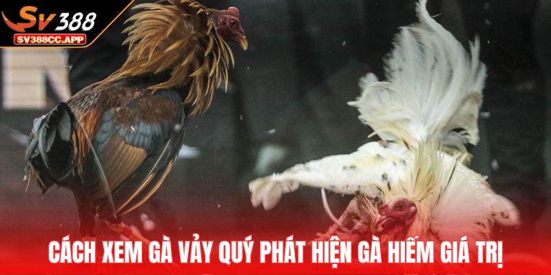 Cách Xem Gà Vảy Quý – Nhận Diện Vảy Hiếm Tăng Tỷ Lệ Thắng 3 Cách xem gà vảy quý phát hiện gà hiếm giá trị