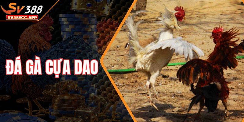 Đá Gà Cựa Dao – Sân Chơi Của Những Chiến Kê Mạnh Mẽ Nhất 1 Đá Gà Cựa Dao – Sân Chơi Của Những Chiến Kê Mạnh Mẽ Nhất