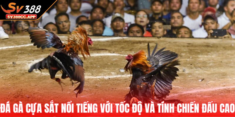 Đá Gà Cựa Sắt – Màn So Tài Đỉnh Cao Của Chiến Kê Mạnh Mẽ 2 Đá gà cựa sắt nổi tiếng với tốc độ và tính chiến đấu cao