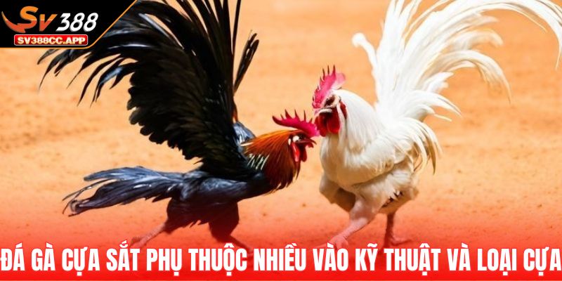 Đá Gà Cựa Sắt – Màn So Tài Đỉnh Cao Của Chiến Kê Mạnh Mẽ 3 Đá gà cựa sắt phụ thuộc nhiều vào kỹ thuật và loại cựa