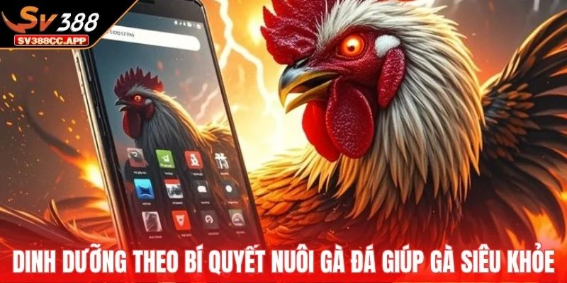 Bí Quyết Nuôi Gà Đá – Cách Chăm Sóc Gà Sung Sức Nhất 4 Dinh dưỡng chuẩn theo bí quyết nuôi gà đá giúp gà siêu khỏe
