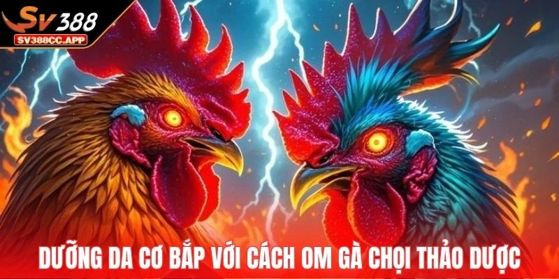 Cách Om Gà Chọi – Kinh Nghiệm Thực Tế Từ Sư Kê Lâu Năm 3 Dưỡng da và cơ bắp với cách om gà chọi thảo dược dân gian