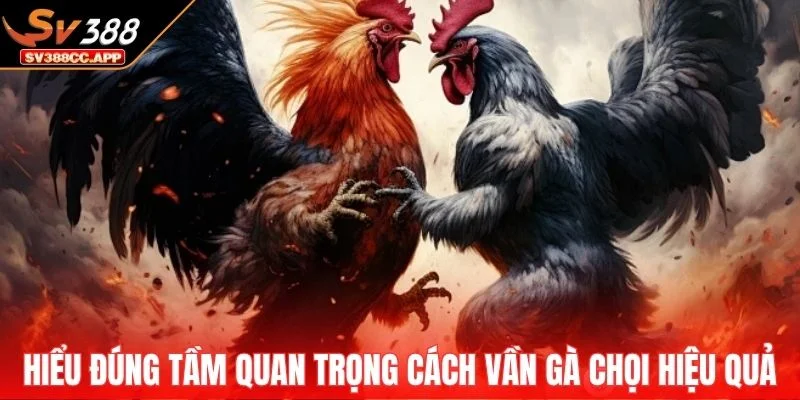 Cách Vần Gà Chọi – Các Bài Tập Giúp Chiến Kê Sung Đòn Hơn 2 Hiểu đúng tầm quan trọng cách vần gà chọi hiệu quả