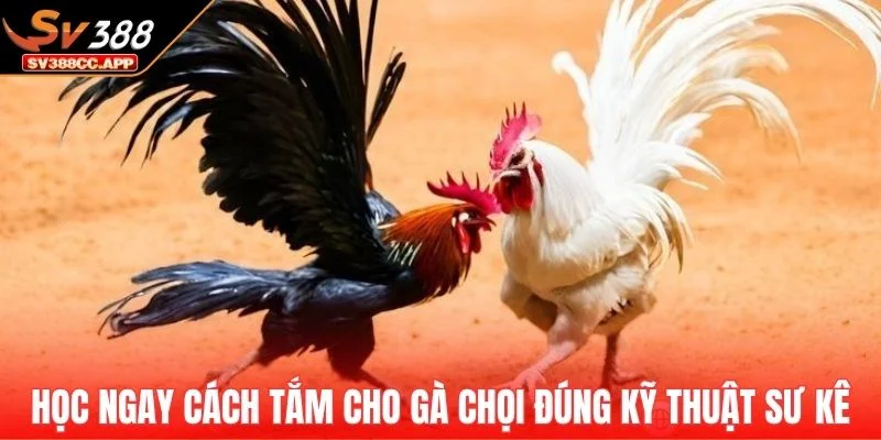 Cách Tắm Cho Gà Chọi – Hướng Dẫn Đúng Kỹ Thuật Nhất 2 Học ngay cách tắm cho gà chọi đúng kỹ thuật chuẩn sư kê