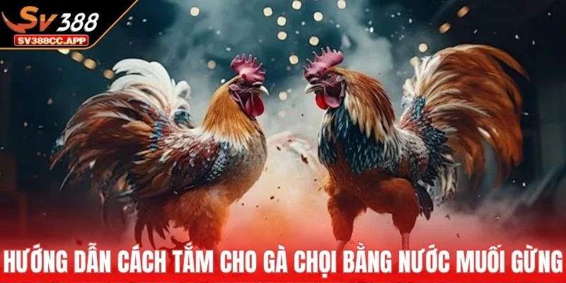 Cách Tắm Cho Gà Chọi – Hướng Dẫn Đúng Kỹ Thuật Nhất 4 Hướng dẫn cách tắm cho gà chọi bằng nước muối gừng ấm