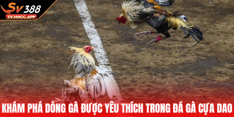 Đá Gà Cựa Dao – Sân Chơi Của Những Chiến Kê Mạnh Mẽ Nhất 3 Khám phá các dòng gà được yêu thích trong đá gà cựa dao