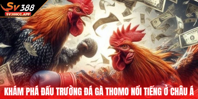 Đá Gà Thomo – Đấu Trường Huyền Thoại Hấp Dẫn Nhất 2025 2 Khám phá đấu trường đá gà Thomo nổi tiếng ở Châu Á