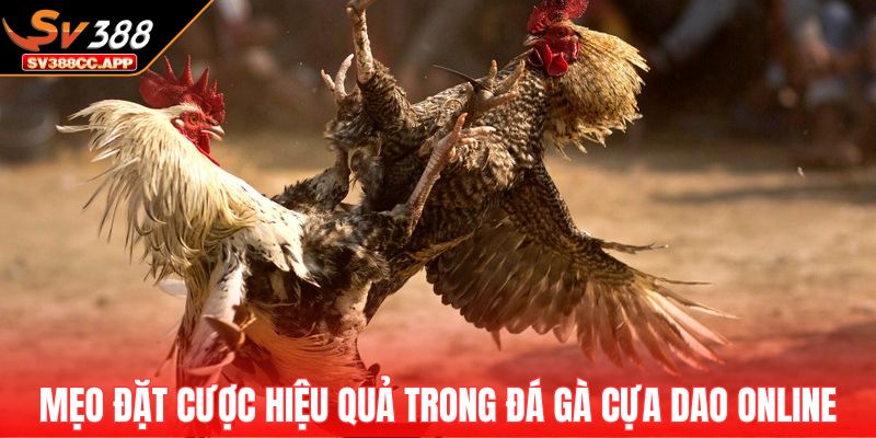 Đá Gà Cựa Dao – Sân Chơi Của Những Chiến Kê Mạnh Mẽ Nhất 4 Mẹo đặt cược hiệu quả trong đá gà cựa dao online