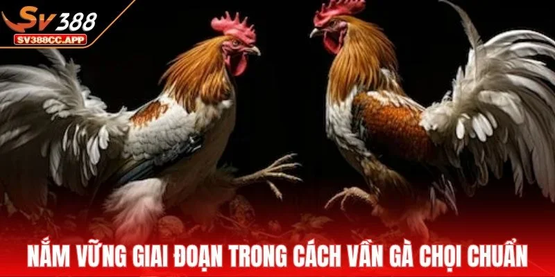 Cách Vần Gà Chọi – Các Bài Tập Giúp Chiến Kê Sung Đòn Hơn 3 Nắm vững từng giai đoạn trong cách vần gà chọi chuẩn