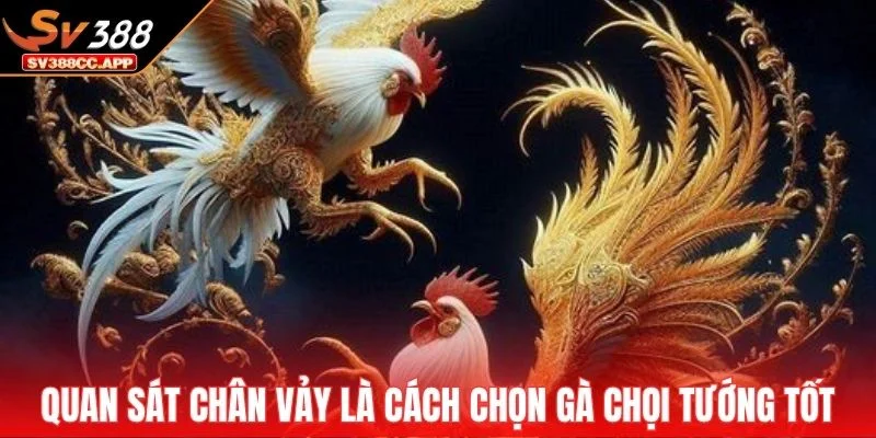 Cách Chọn Gà Chọi Tướng Tốt – Chọn Gà Xịn Trong 10 Giây 4 Quan sát chân vảy là cách chọn gà chọi tướng tốt