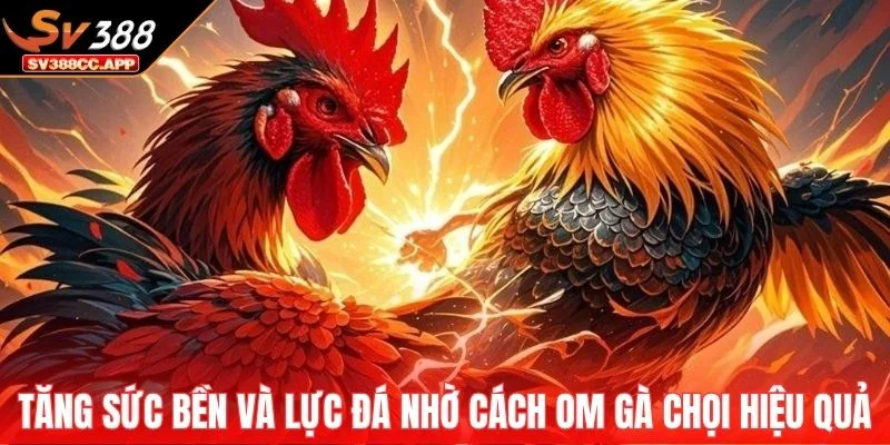 Cách Om Gà Chọi – Kinh Nghiệm Thực Tế Từ Sư Kê Lâu Năm 4 Tăng sức bền và lực đá nhờ cách om gà chọi hiệu quả