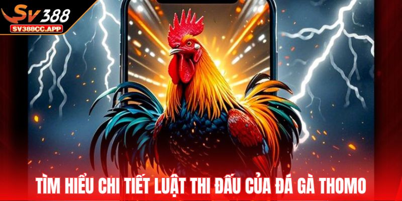 Đá Gà Thomo – Đấu Trường Huyền Thoại Hấp Dẫn Nhất 2025 3 Tìm hiểu chi tiết luật thi đấu của đá gà Thomo